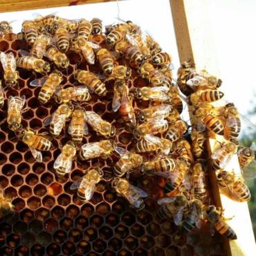 Beekeeping in Italy