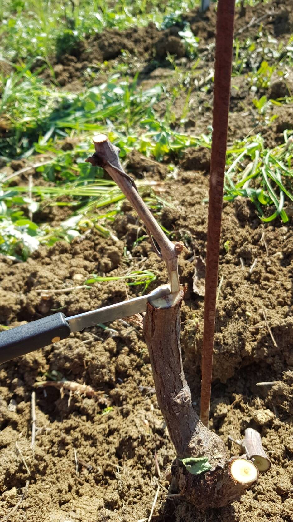 Spring Work On the Vineyard Grafting Grape Vines Palazzo Tronconi